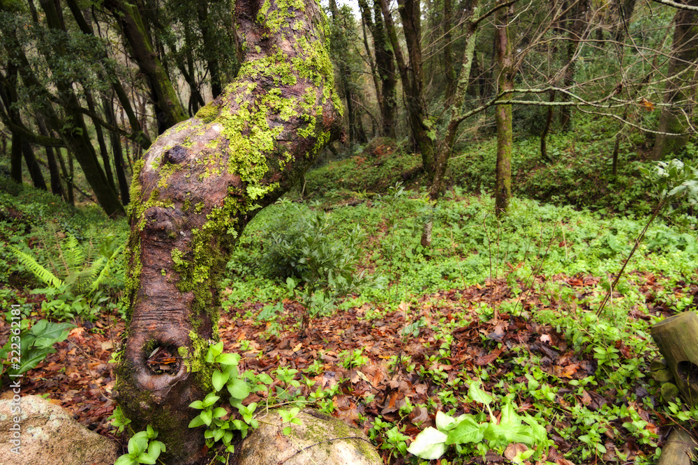 Obraz premium BOSQUE VERDE