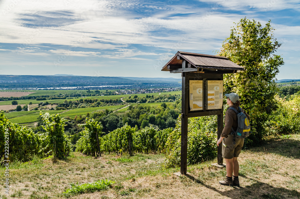 Wandern in den Weinbergen im Rheingau Wandern in den Weinbergen im Rheingau