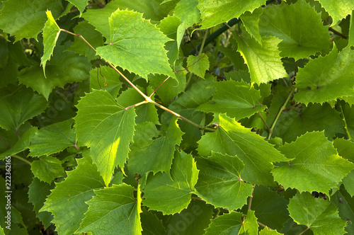 Grape leaves texture