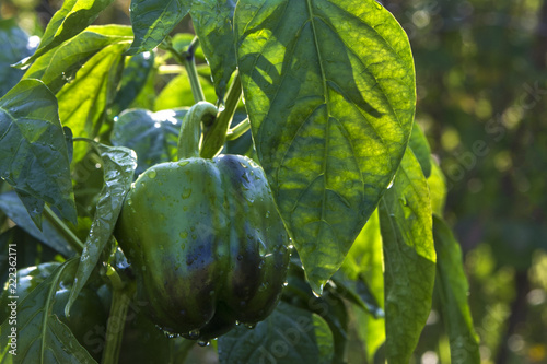 Green sweet pepper on branch