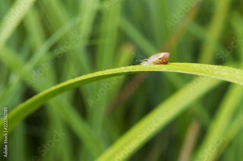 Snail on grass closeup