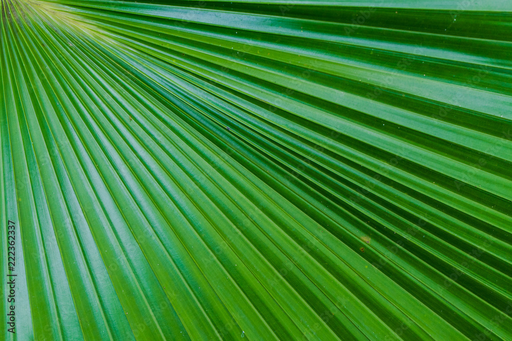 Green leaf texture background Green leaf texture background