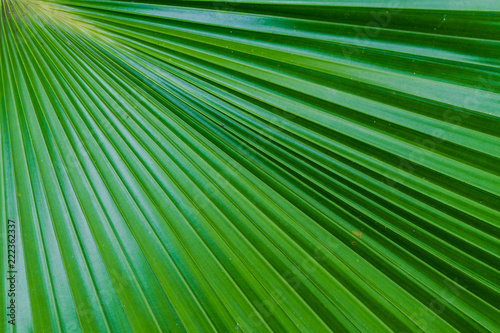 Green leaf texture background