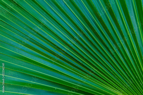 Green leaf texture background