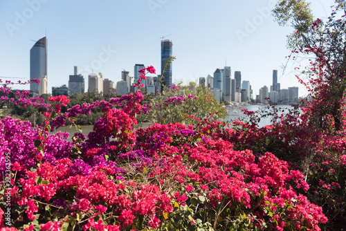 Large group of flowering bougainvillea bushes in the foreground, with out of focus Brisbane skyline in the background. Queensland, Australia. Shallow depth of field. © Steve