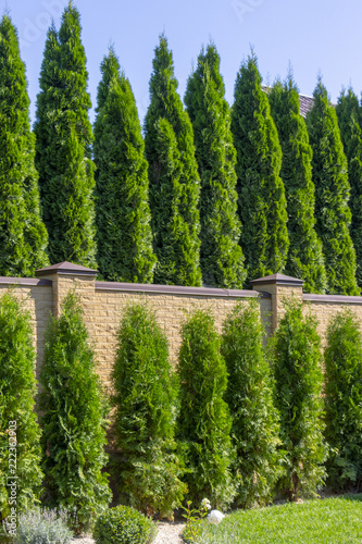 Green Hedge of Thuja Trees, nature, background Against the background of the blue sky