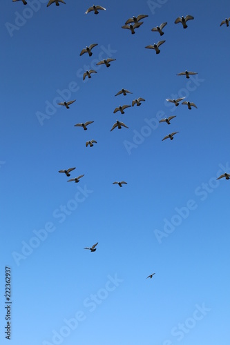 Vol de pigeons voyageurs © JEROME