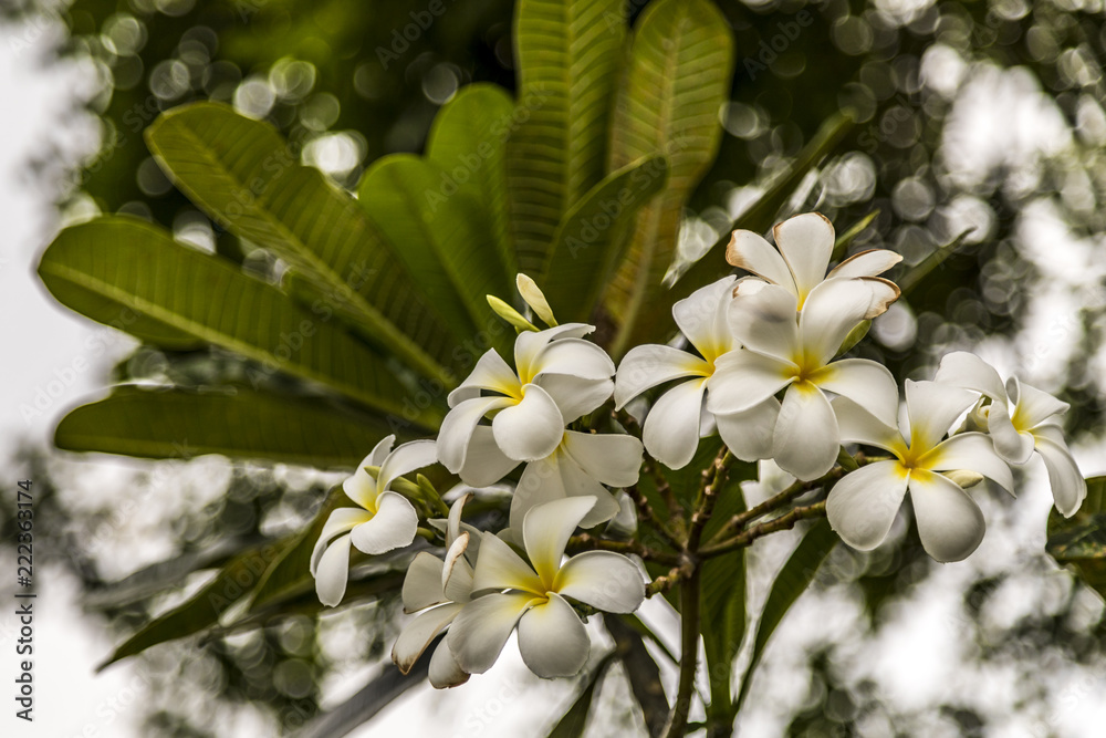Fototapeta premium Flower in a park in Thailand