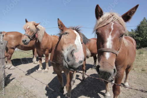 animal family outdoors - group of brown and white horses  standing on a green pasture by a wooden fence with barb wire  on a sunny summer day with blue sky