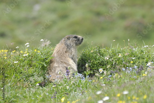 Marmotta Sentiero Laghi Sappada