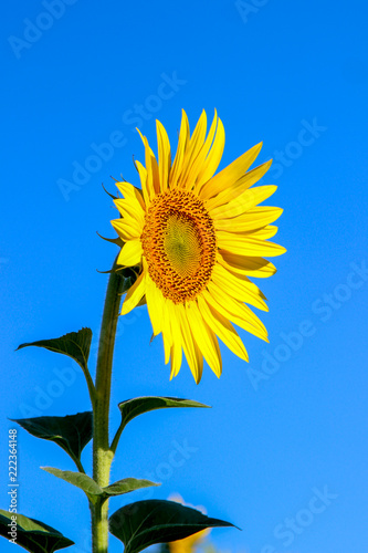 Fototapeta Naklejka Na Ścianę i Meble -  Closeup of a blooming common sunflower (Helianthus) against the blue sky