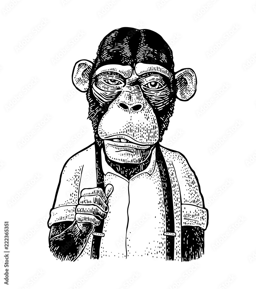 Fototapeta premium Małpi biznesmen w koszuli i pończochach. Vintage czarne grawerowanie