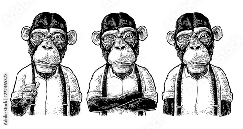 Monkey businessman in the shirt and suspender. Different poses. Engraving