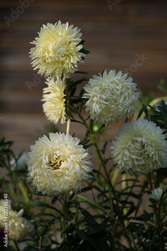 Asters in the evening light.