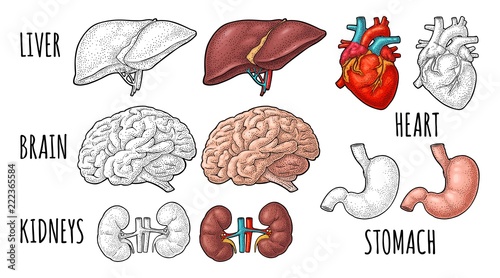 Human anatomy organs. Brain, kidney, heart, liver, stomach. Vector engraving