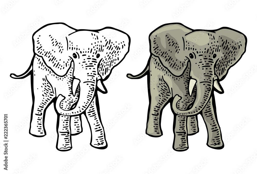 Elephant. Engraving vintage vector color illustration. Isolated on white background.