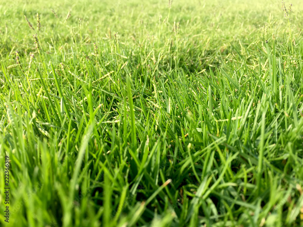Close up of fresh grass