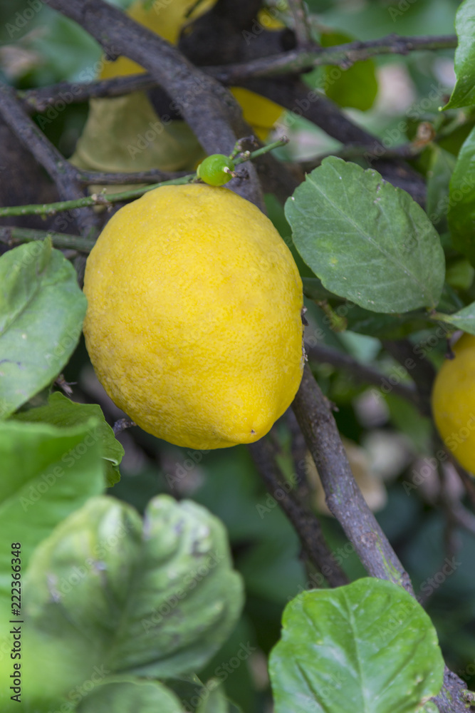 Yellow lemons hang on a green tree.