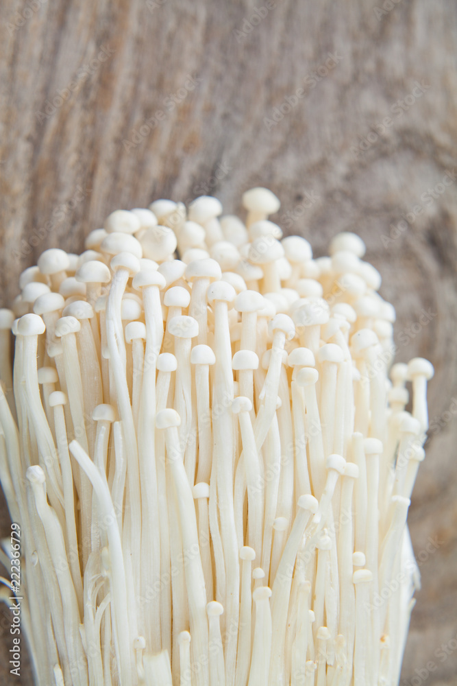 Enoki Mushroom Flammulina velutipes is an highly regarded mushroom especially in Japan where