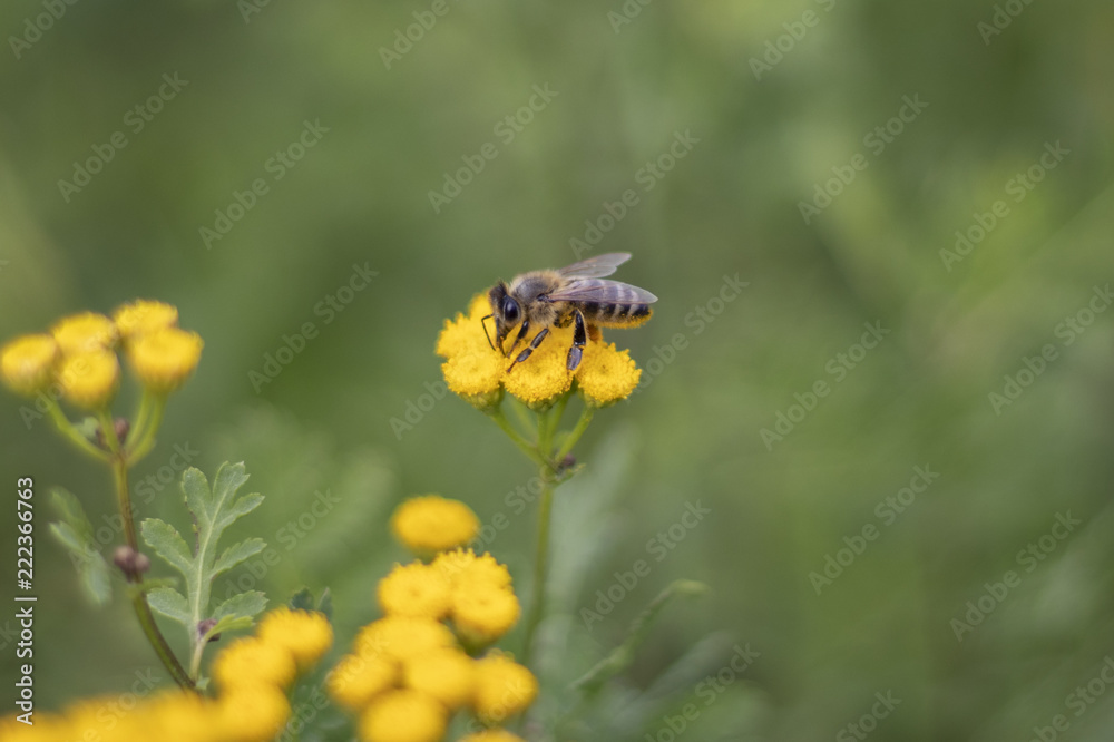 Bee collecting nectar from a common tansy Bee collecting nectar from a common tansy