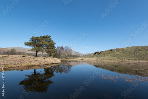 Pure reflection of trees in blue pond and clear blue sky with type space in daylight, England