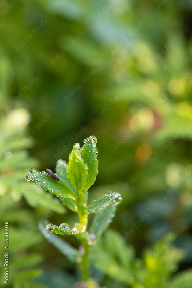 green leaf with water drops green leaf with water drops