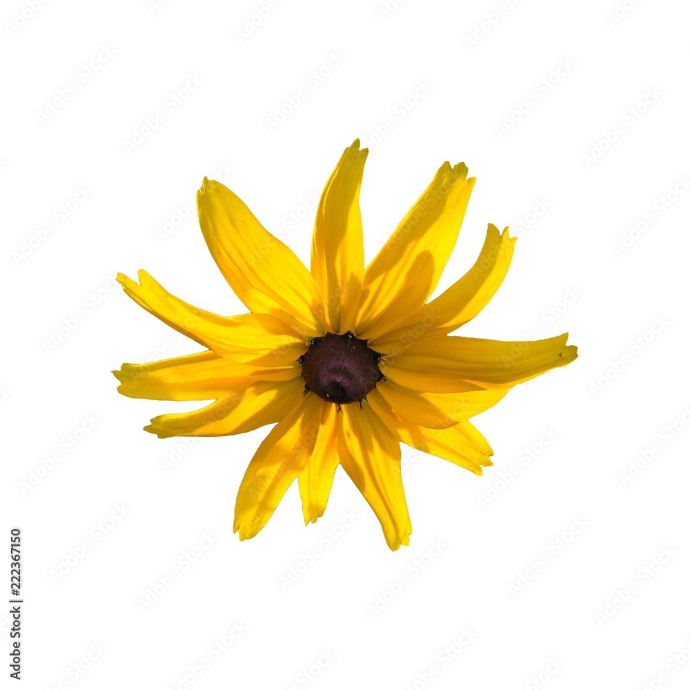 Isolated image: Flower yellow rudbeckia ( cone flower), illuminated by the sun Isolated image: Flower yellow rudbeckia ( cone flower), illuminated by the sun
