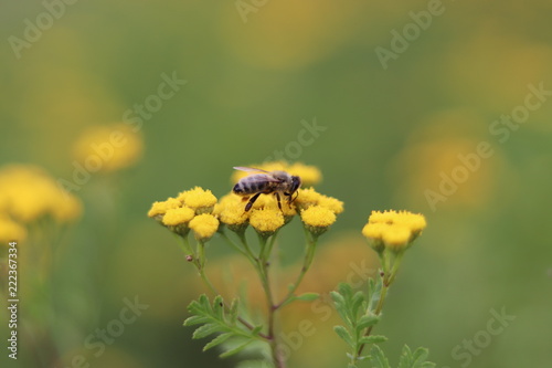 Bee collecting nectar from a common tansy