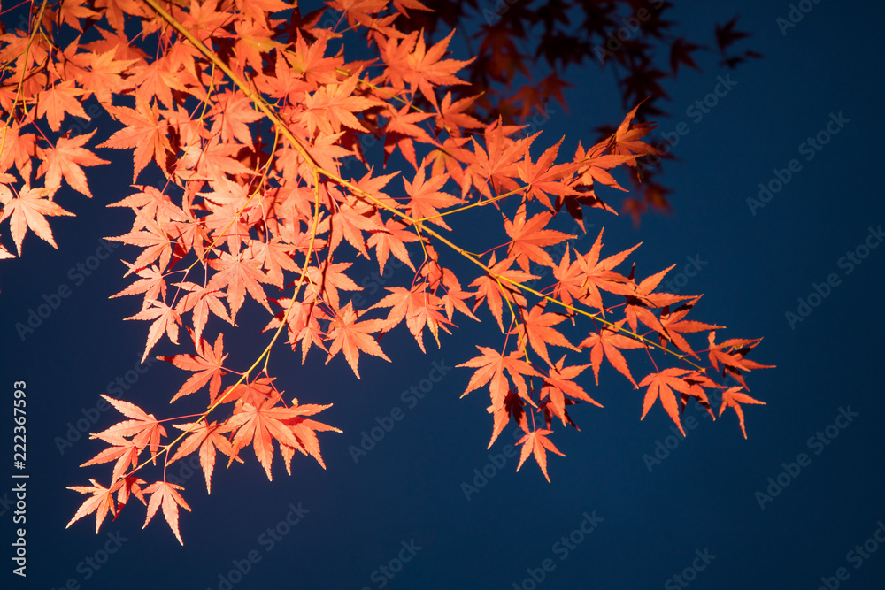 Japanischer Ahorn (Acer japonicum) Japanischer Ahorn (Acer japonicum)