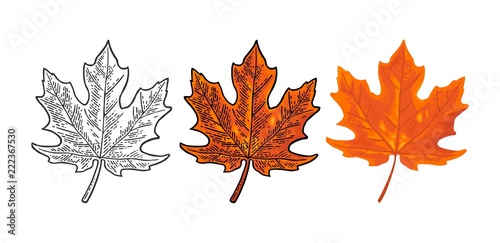 Maple leaf. Vector vintage color engraving and flat illustration.