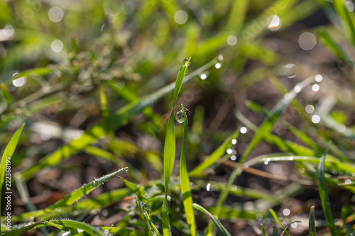 dew on the grass. early spring