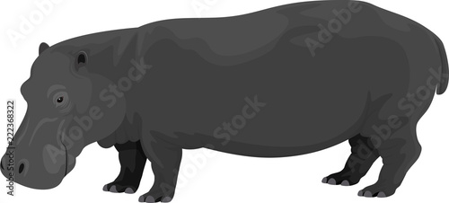 vector illustration of Hippopotamus