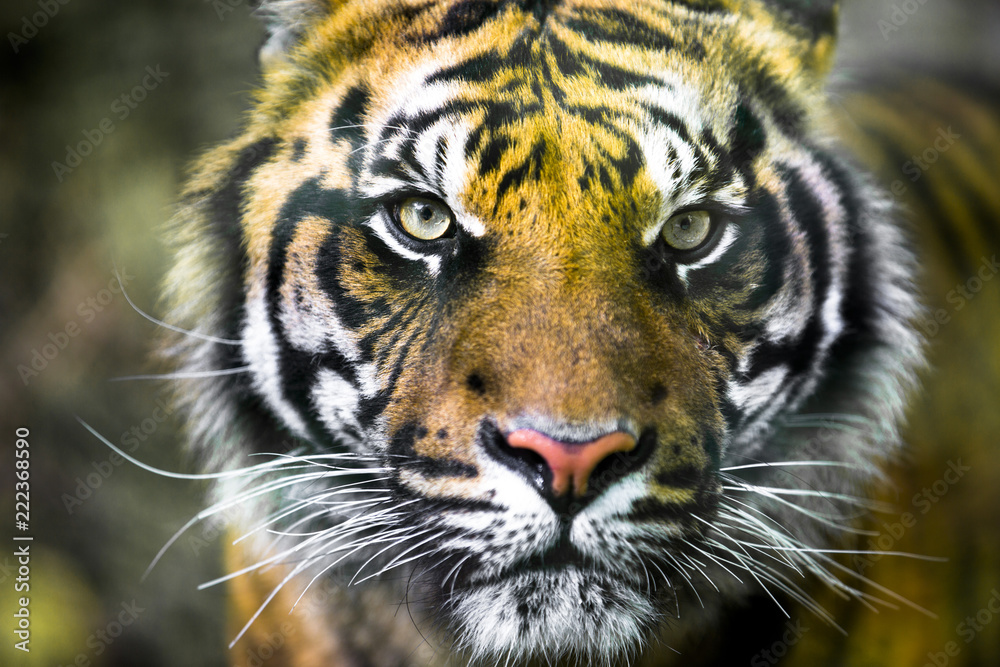 close-up of a tiger that looks directly in camera