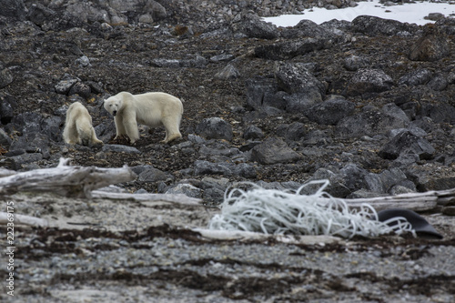 Fototapeta Naklejka Na Ścianę i Meble -  Bear Plastic Pollution