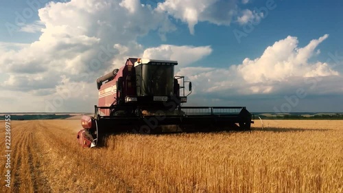 Combine harvester gathers the wheat crop. Wheat harvesting shears. Combines in the field Food industry concept. photo