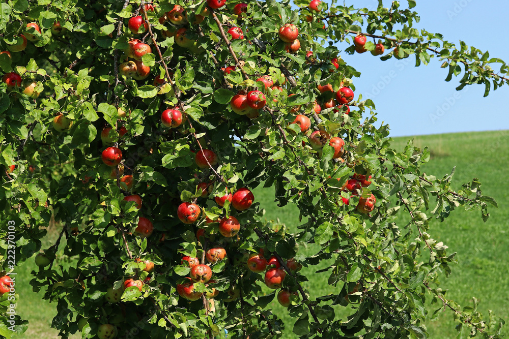 An einem Apfelbaum hängen viele reife Äpfel