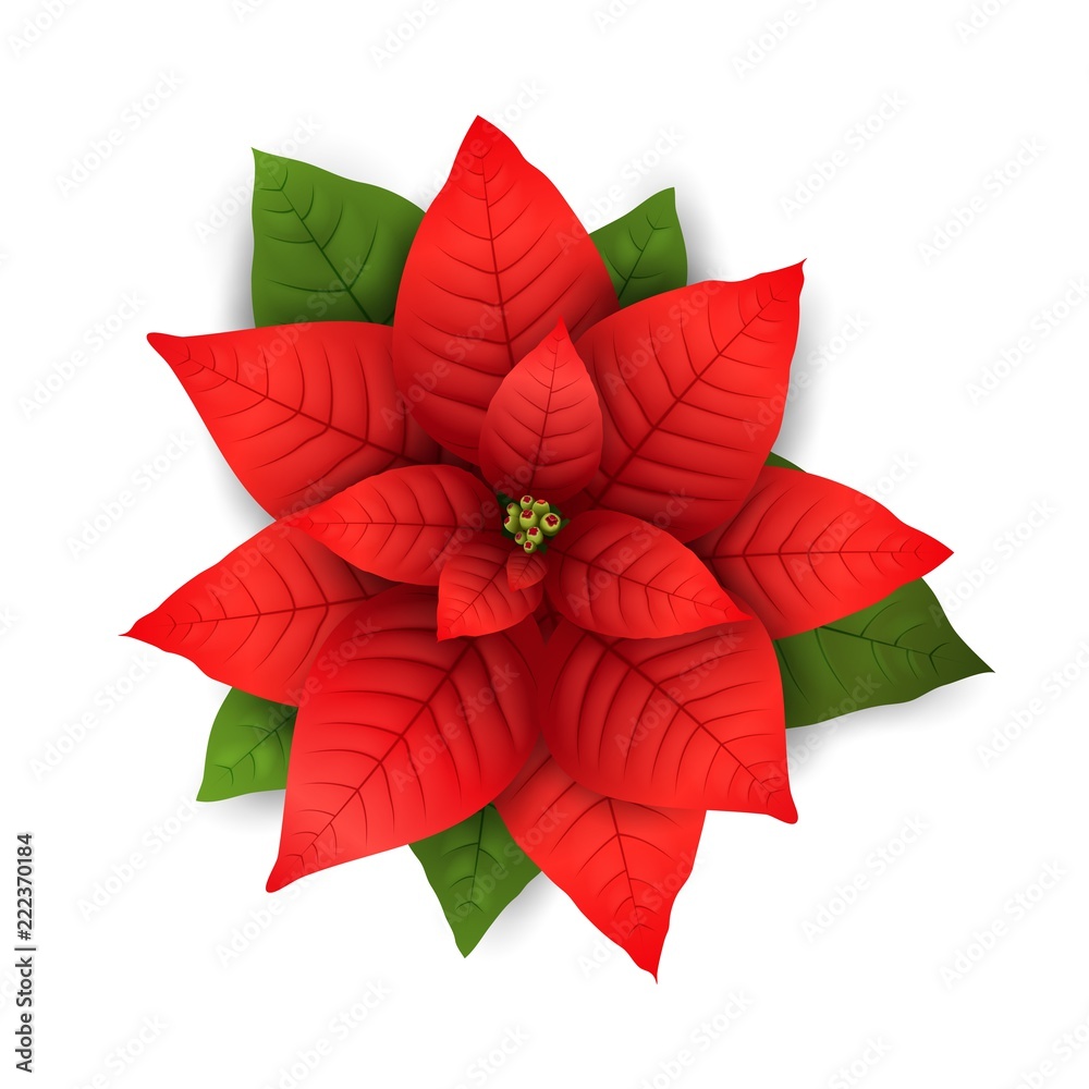 Poinsettia vector isolated Christmas flower Poinsettia vector isolated Christmas flower