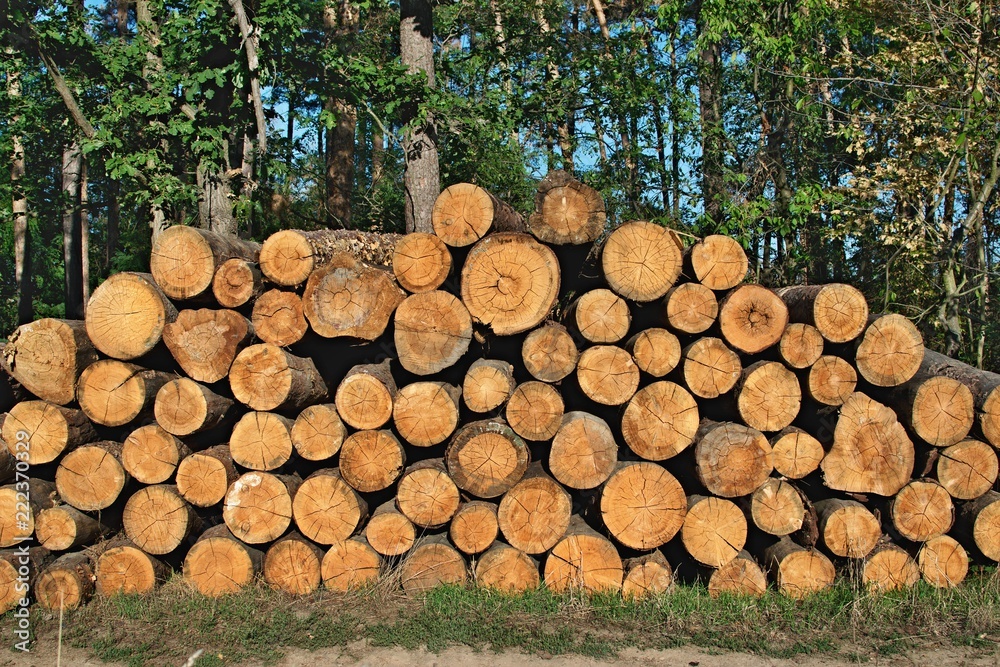 A group of sorted cut pine trunks