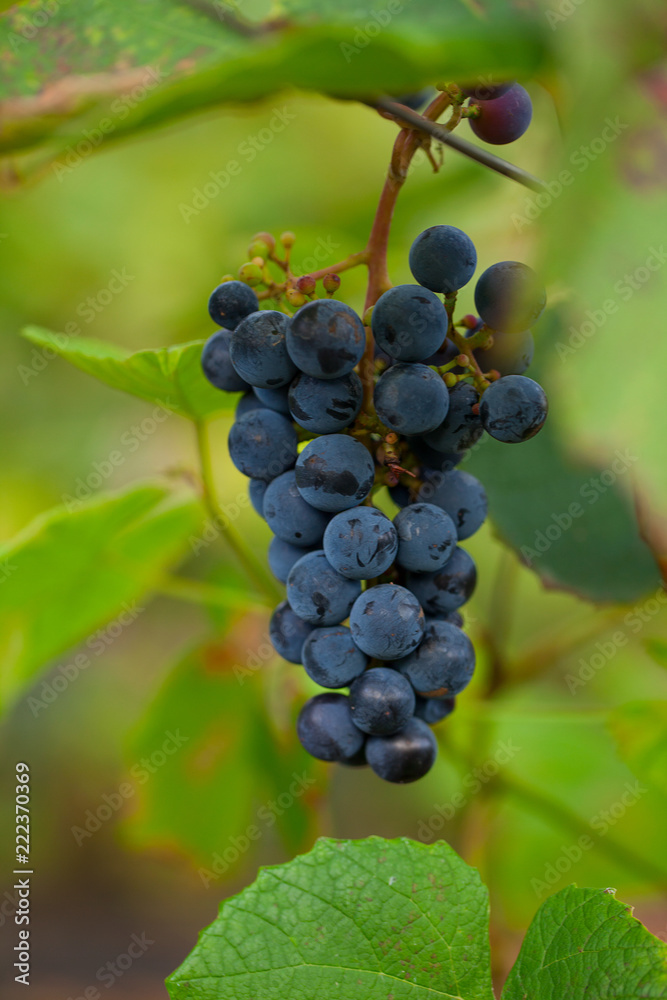 beautiful grapes growing