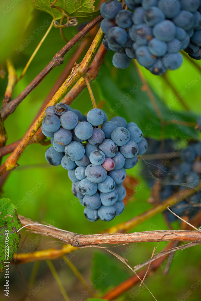 beautiful grapes growing