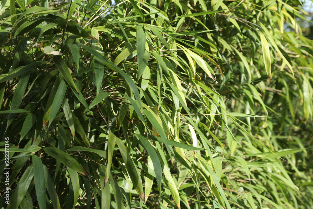 Obraz premium bois de boulogne