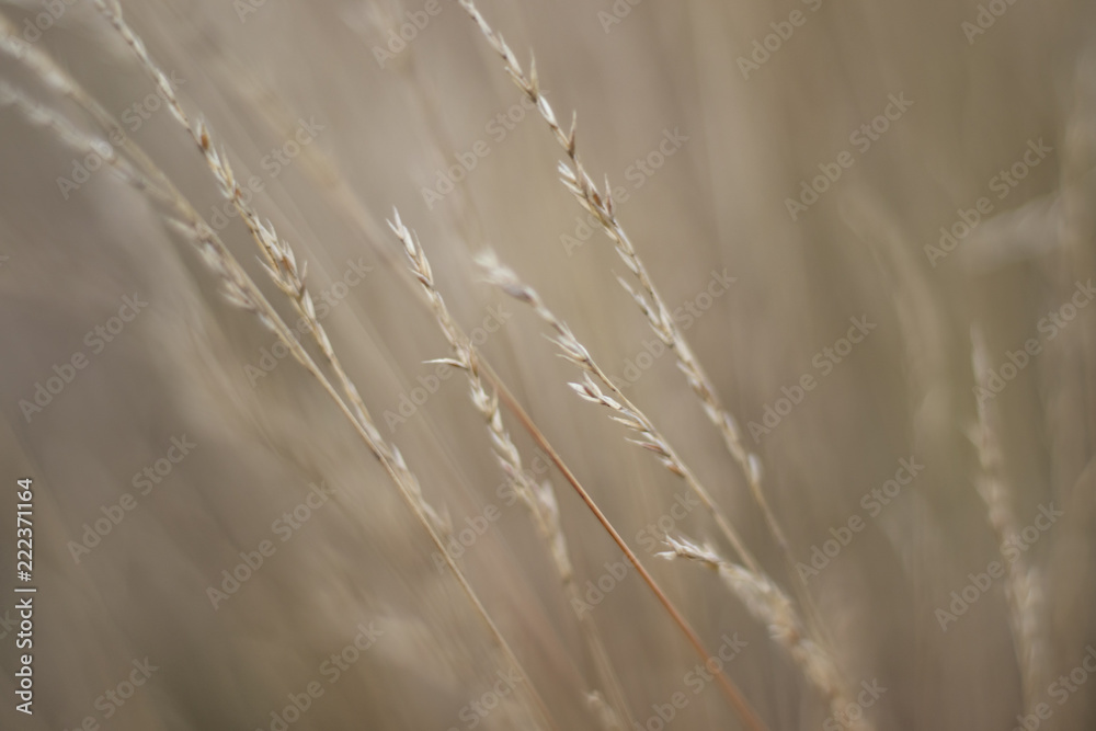 dew on grass dew on grass
