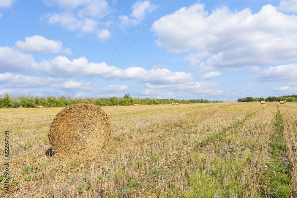 Rural landscape with round bales of straw on the harvested fields against the blue sky with clouds.