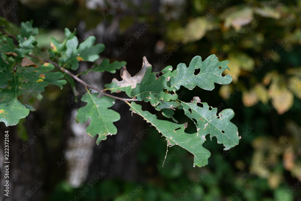 Oak leaf destroyed by pests. Leaves of trees in the forest area. Oak leaf destroyed by pests. Leaves of trees in the forest area.