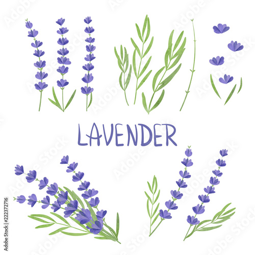 Set of watercolor Lavender flower elements. Vector illustration.