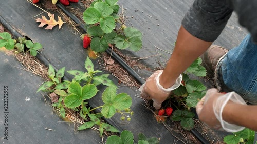 Farmer in gloves harvests handfulls of fresh strawberries from the soil on an organic farm