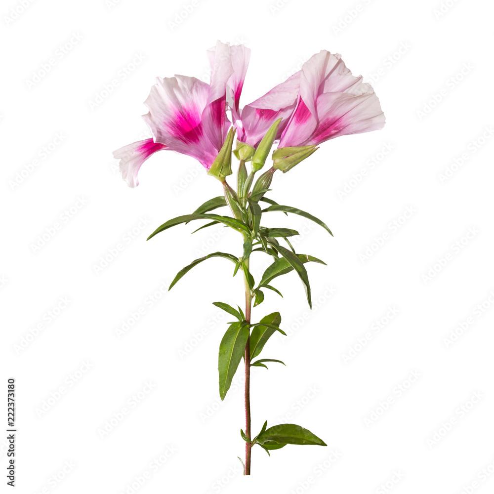 Godetia flower isolated. A branch of beautiful pink and purple spring flowers