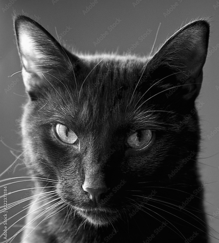 Portrait of a handsome black cat looking directly at the camera done in infrared and converted to silver black and white monochrome