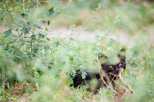 Angry stray black cat, hiding in grasses and bushes, looking and staring at the camera with its yellow eyes.