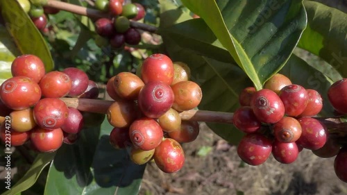 Wallpaper Mural Coffee beans ripening on a tree. Panning shot Torontodigital.ca